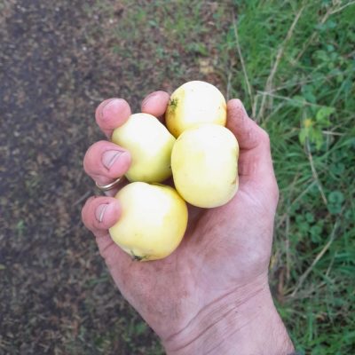 Cider/handappeltje, Malus dom. 'Sour and Tasty' ( Eigen Selectie, NIEUW!) Spil in 3L pot