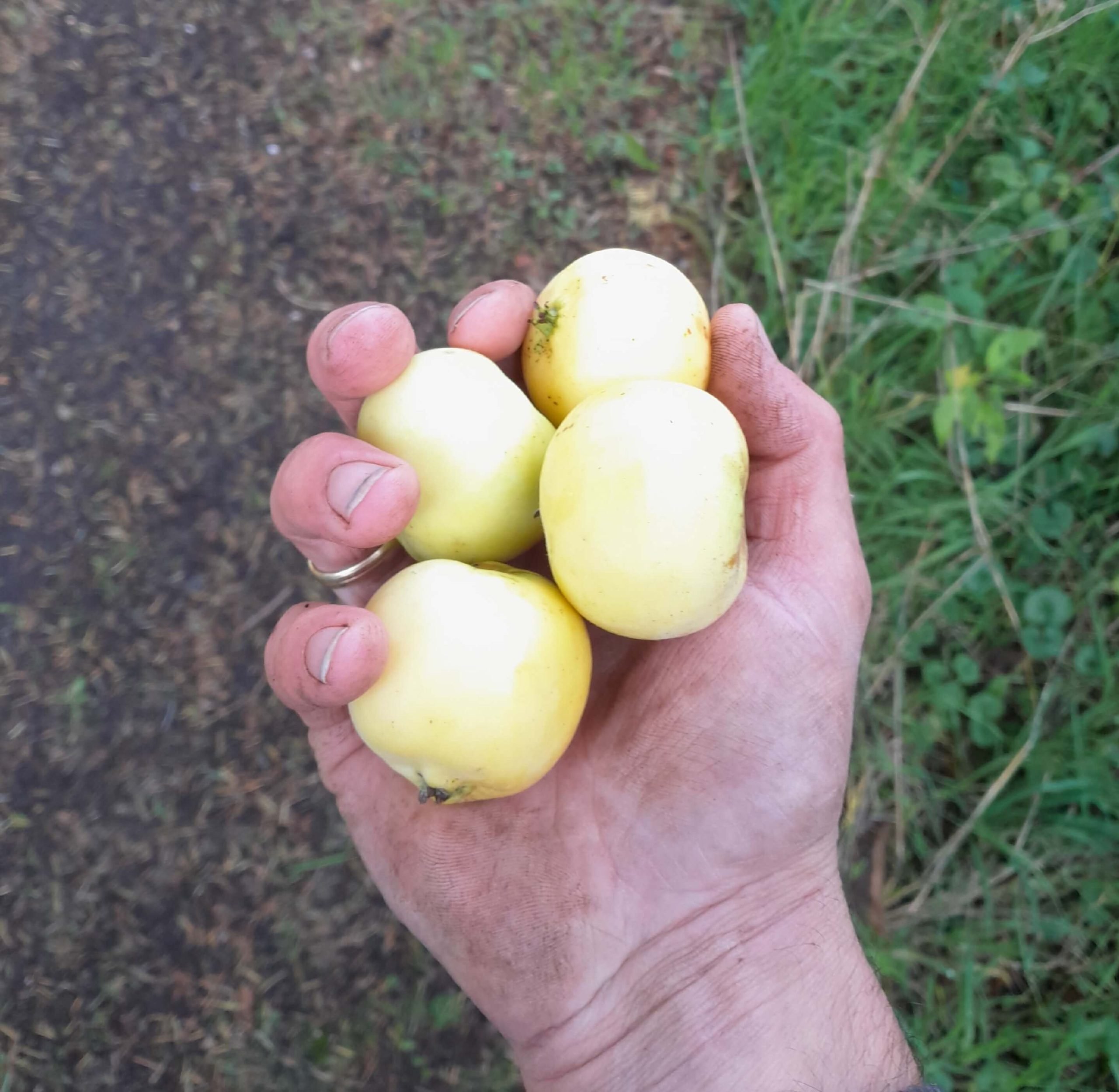 Cider/handappeltje, Malus dom. 'Sour and Tasty' ( Eigen Selectie, NIEUW!) Spil in 3L pot