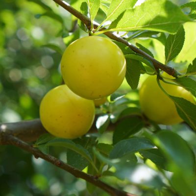 Zeer goede Siberische hybride-pruim Prunus salicifolia x cerasifera 'GEK' NIEUW!( zeer goede smakelijke en vroeg rijpende selectie!) 2 jarige spil in 3Lpot ( biowijze gekweekt)