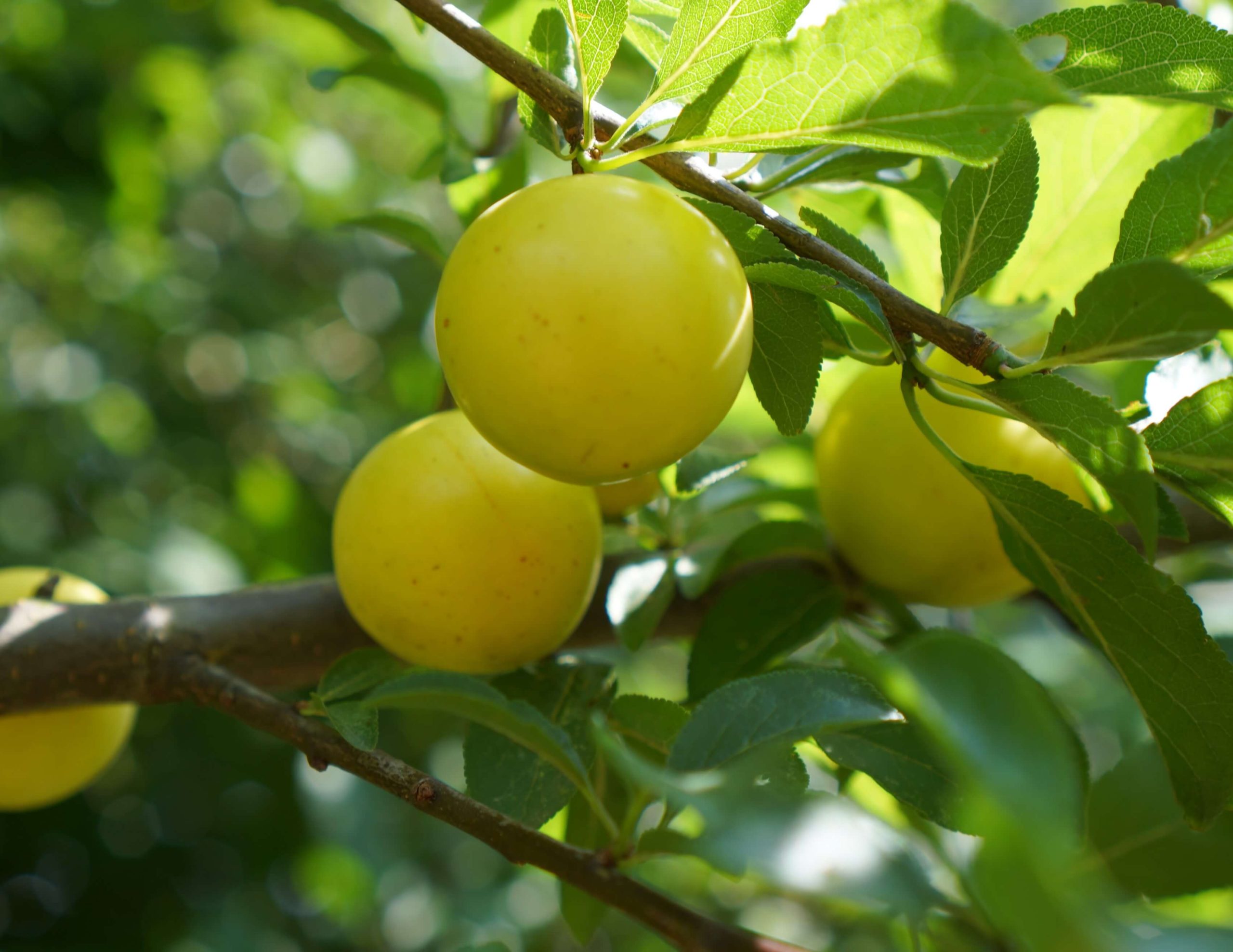 Zeer goede Siberische hybride-pruim Prunus salicifolia x cerasifera 'GEK' NIEUW!( zeer goede smakelijke en vroeg rijpende selectie!) 2 jarige spil in 3Lpot ( biowijze gekweekt)