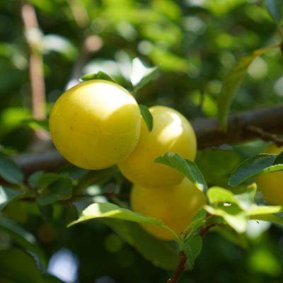 Mirabelpruim, Prunus 'Mirabelle de Nancy' (sterke spillen uit de volle grond)