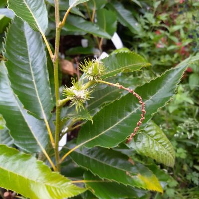 Tamme Kastanje, Castanea 'Ecker2' ( zeer goede Hybride) NIEUW!! Mooie spil in 3Lpot