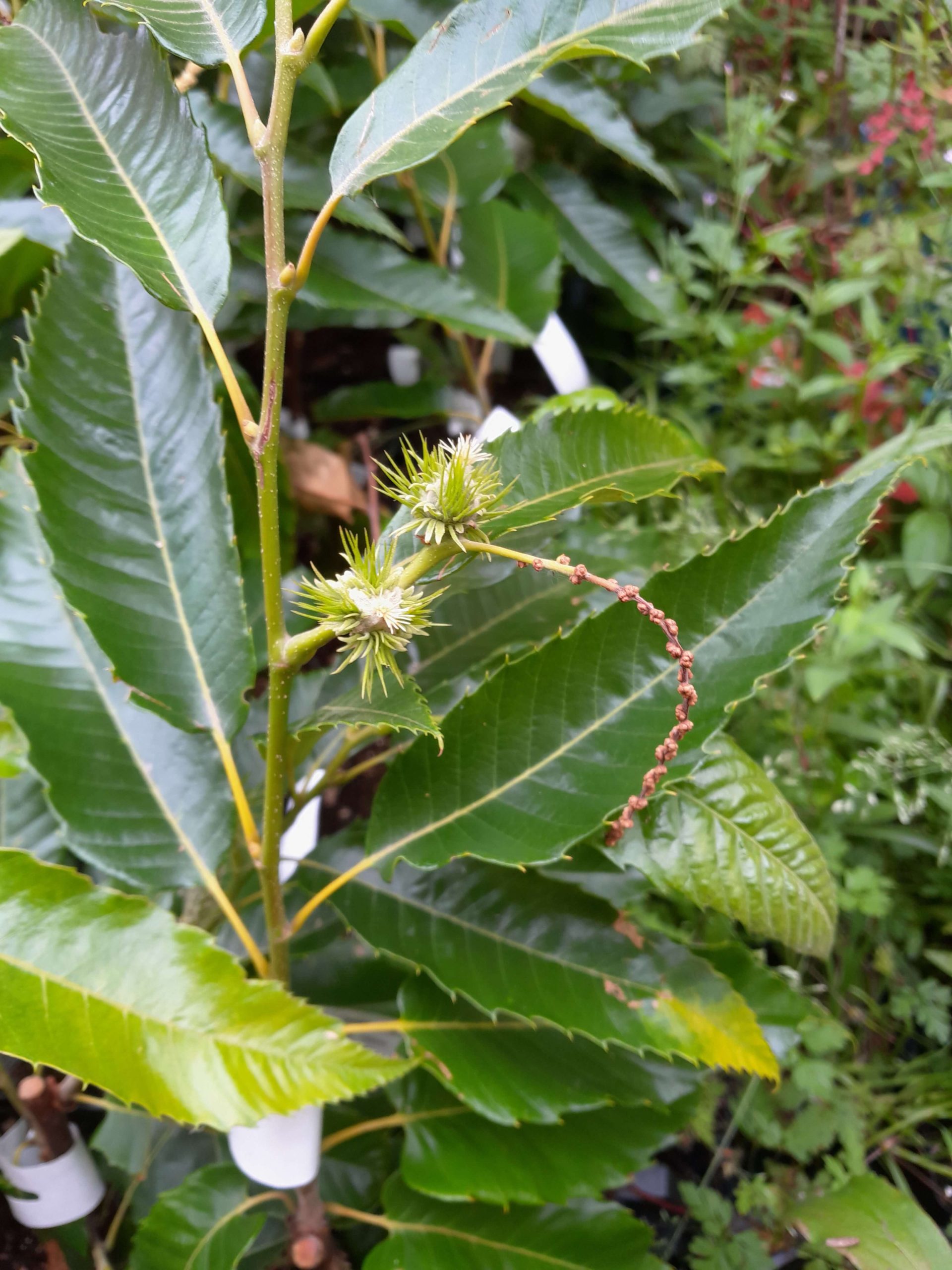 Tamme Kastanje, Castanea 'Ecker2' ( zeer goede Hybride) NIEUW!! Mooie spil in 3Lpot
