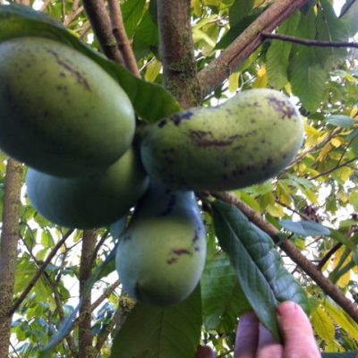 Pawpaw, Asimina triloba 'Nijlemster Bigwan' NIEUW Geeft mooie en flink grote lekkere vruchten, mooie Spil100/130cm in 5Lpot
