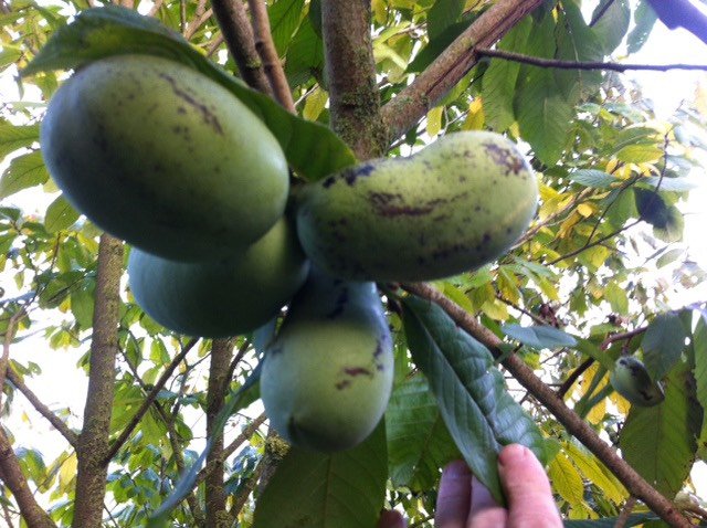 Pawpaw, Asimina triloba 'Nijlemster Bigwan' NIEUW Geeft mooie en flink grote lekkere vruchten, mooie Spil100/130cm in 5Lpot