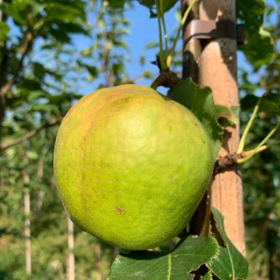 Chinese Ya-peer Pyrus x bretschneideri Early Shu ( vroeg rijpend en houdbaar)Spil in 3Lpot