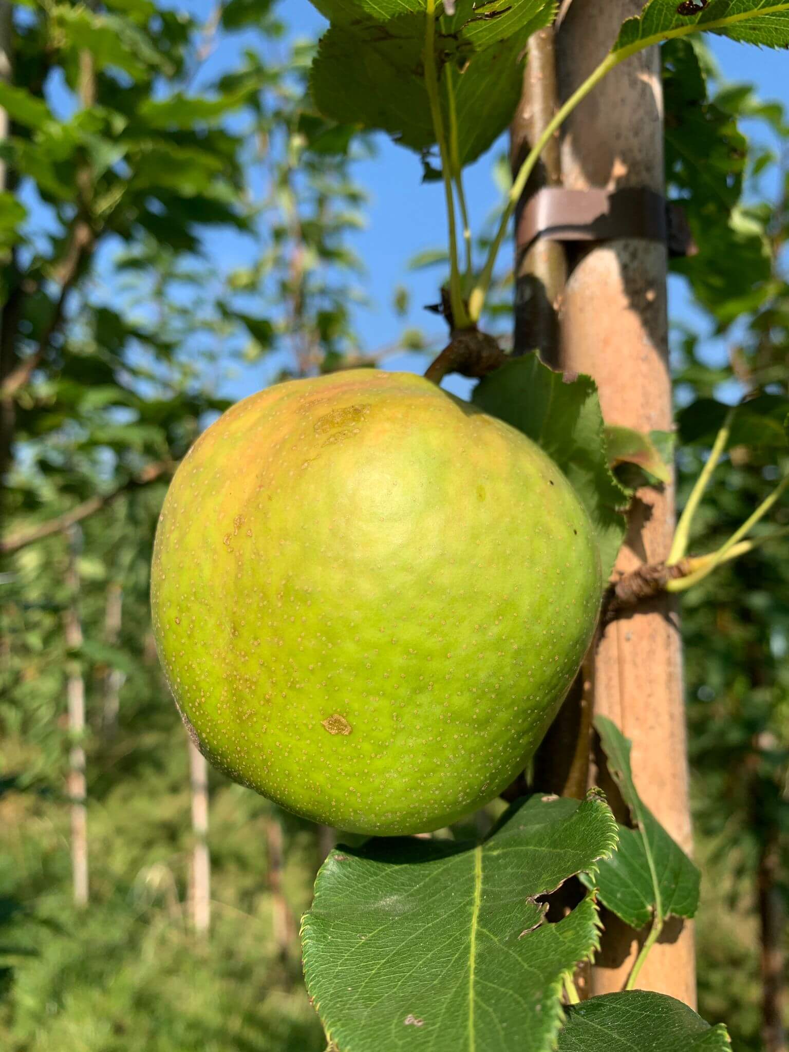 Chinese Ya-peer Pyrus x bretschneideri Early Shu ( vroeg rijpend en houdbaar)Spil in 3Lpot
