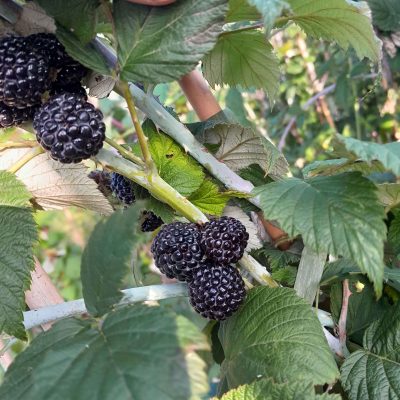 Zwarte Framboos Rubus occidentalis 'Black Hawk' ( heerlijk zoet)op biowijze gekweekt kale wortel