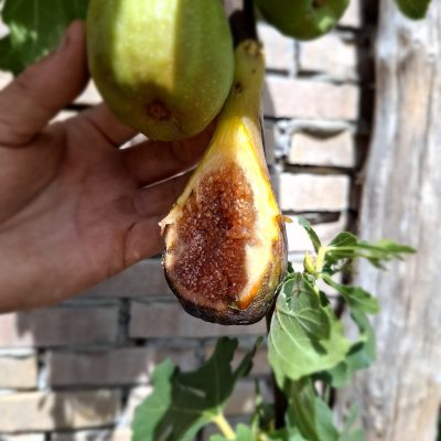 Vijg, Ficus Carcia 'Longue d'Aout' ( zoete giga vruchten!!) spil in 1Lpot