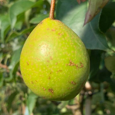 Ya-peer, Pyrus x bredscheneiderii 'Esther's Best' ( Eigen vinding! PRIMEUR!) spil in 3Lpot
