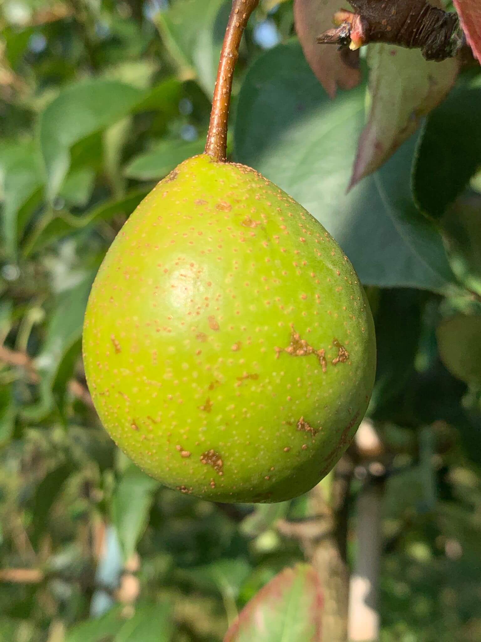 Ya-peer, Pyrus x bredscheneiderii 'Esther's Best' ( Eigen vinding! PRIMEUR!) spil in 3Lpot