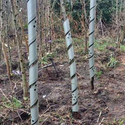 Greensecure Boombeschermer 60cmhoog BIO-AFBREEKBAAR!! (spiraal)