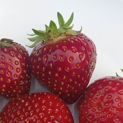 Zeer goede Aardbei, Fragaria 'Malwina'PBR (BIO!!) per 10 stuks kale wortel A2+ UITLEVERING VANAF BEGIN APRIL