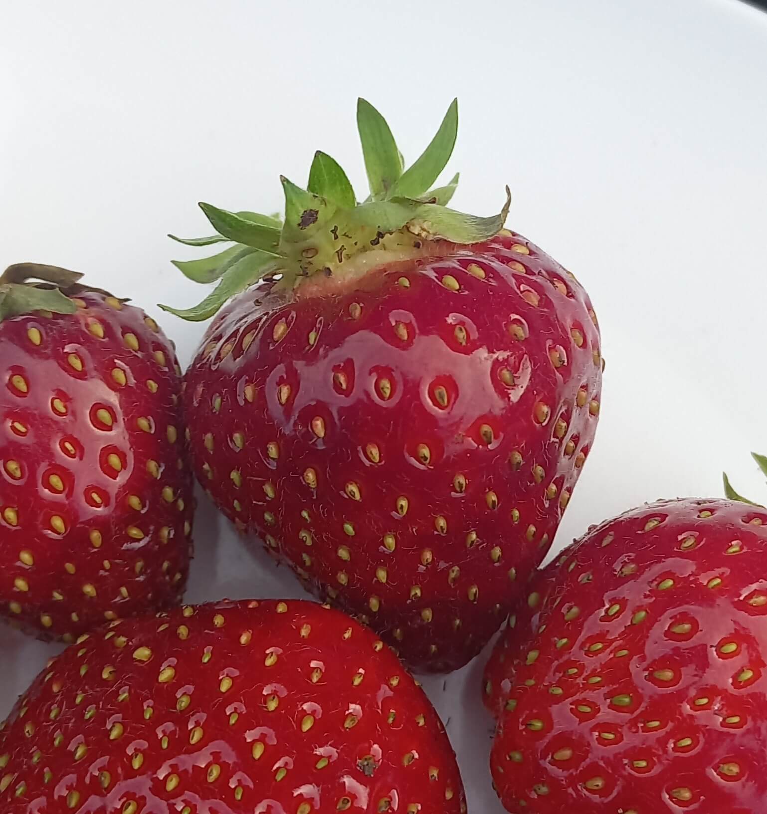 Zeer goede Aardbei, Fragaria 'Malwina'PBR (BIO!!) per 10 stuks kale wortel A2+ UITLEVERING VANAF BEGIN APRIL