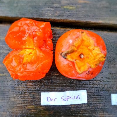 Hybr. Kaki, Diospyros x 'Dar Sophievki' NIEUW!! jonge spil 3Lpot