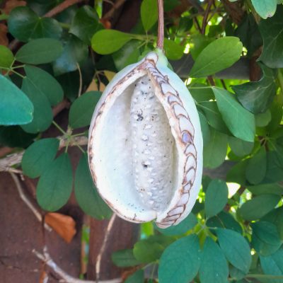 Grootvruchtige Chocoladerank, Akebia Trifolata 'Big Fruit' ( NIEUW!) Mooie planten 100cm!!