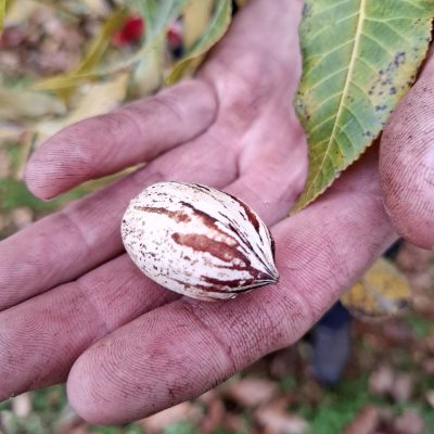 Pecan, Pecannoot, Carya illinoinensis ‘Mohawk' Mooie spillen +/- 100/150cm Bestuiver voor Pawnee