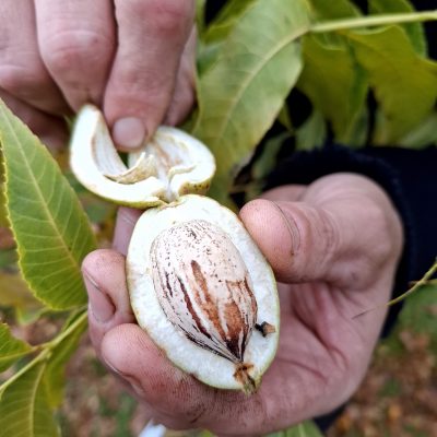 Pecan, Pecannoot, Carya illinoinensis 'Pawnee Mooie spillen in pot+/- 100-150cm Bestuiver voor Choctaw