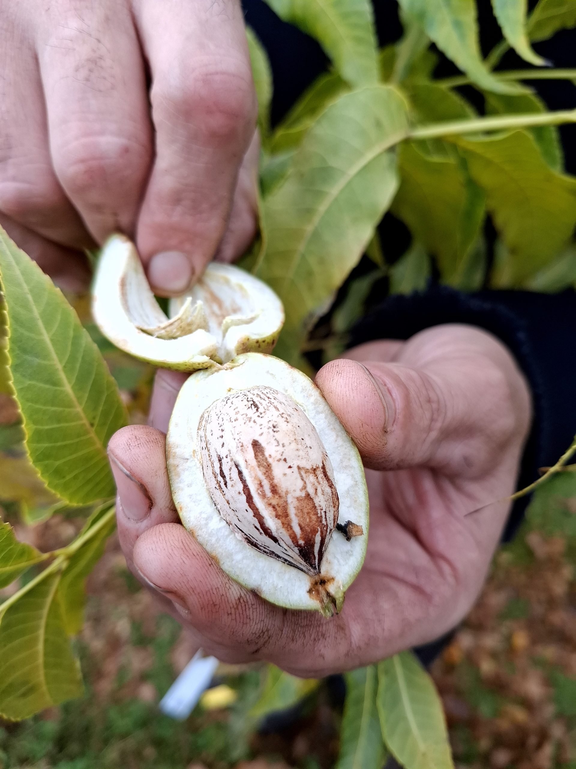 Pecan, Pecannoot, Carya illinoinensis 'Pawnee Mooie spillen in pot+/- 100-150cm Bestuiver voor Choctaw
