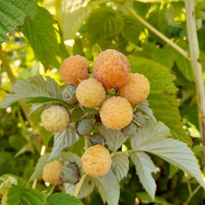 Gele Zomerframboos, Rubus id. 'Golden Everest' jonge planten in 2lpot op bio-wijze gekweekt