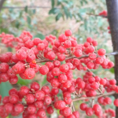 Olijfwilg, Elaeagnus umb. 'Turdus' In 1,8Lpot