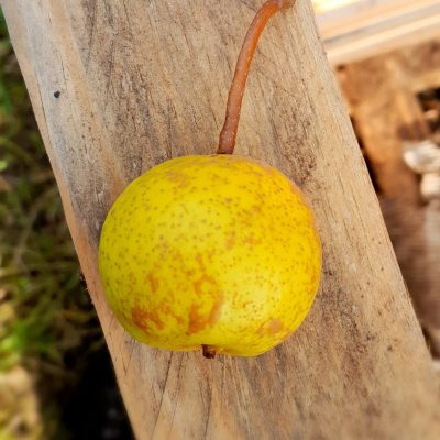 Nashipeer, Pyrus pyr. 'Petit Dessert' Mooie spillen in 2 of 3Lpot pot NIEUW!
