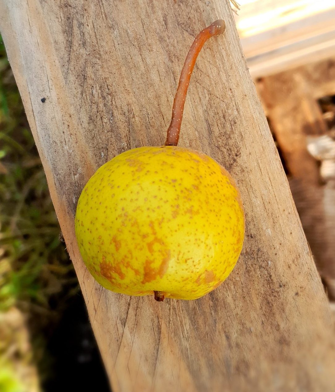 Nashipeer, Pyrus pyr. 'Petit Dessert' Mooie spillen in 2 of 3Lpot pot NIEUW!