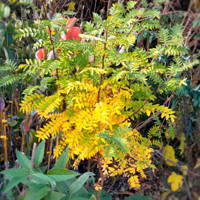 Japanse peper, Zanthoxylum piperitum ( heerlijke mintsmaak) spil 3Lpot