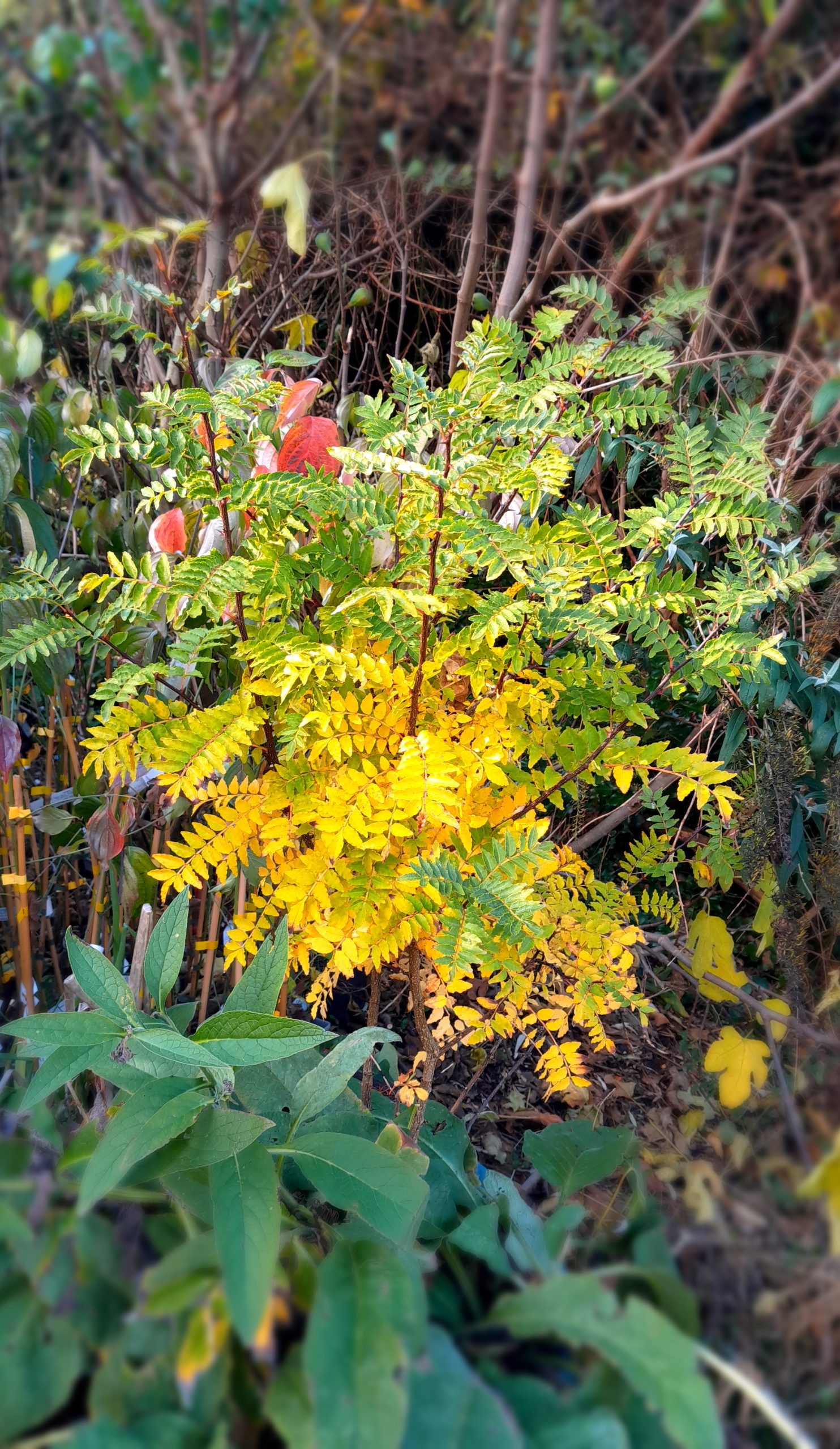 Japanse peper, Zanthoxylum piperitum ( heerlijke mintsmaak) spil 3Lpot