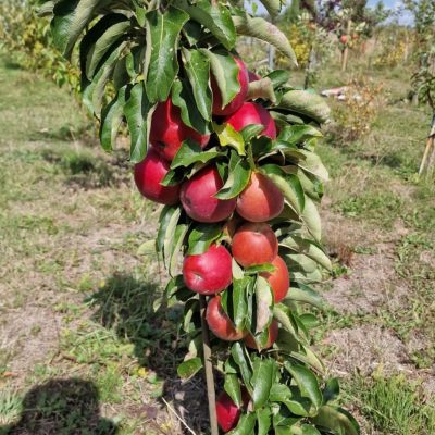Kolomappel, Malus Column Candy ( het ras'Vega') super smakelijk 1jarige spil in 3Lpot
