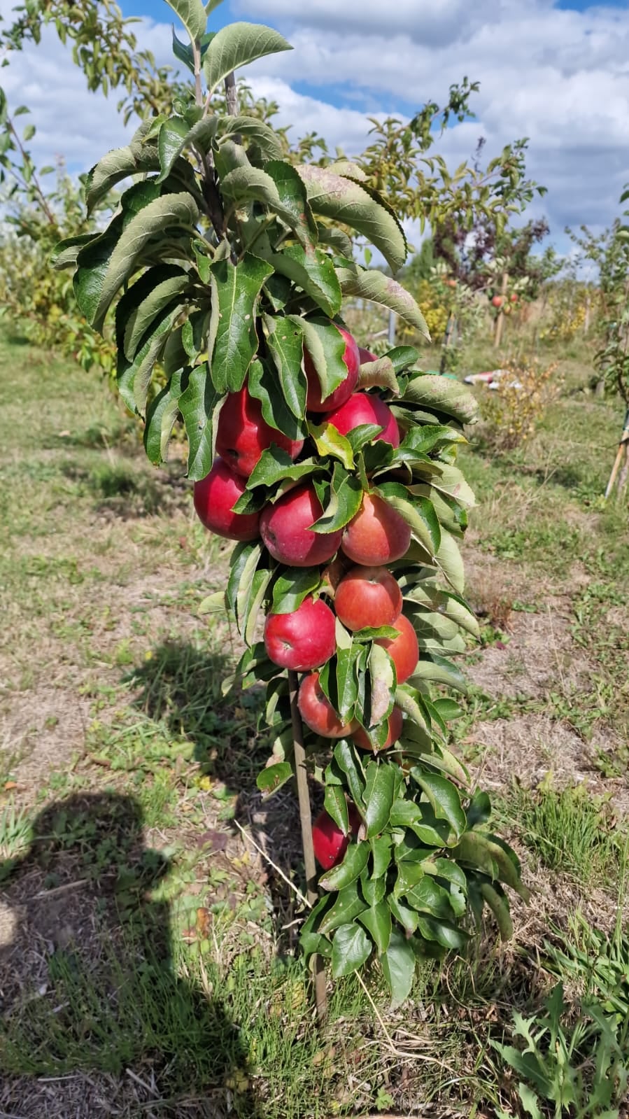 Kolomappel, Malus Column Candy ( het ras'Vega') super smakelijk 1jarige spil in 3Lpot