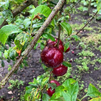 Cherrykot Prunus besseyi x Prunus salicina 'Brave Heart' (pruim met kersenaroma!!) NIEUW Mooie Bomen uit de volle grond kale wortel