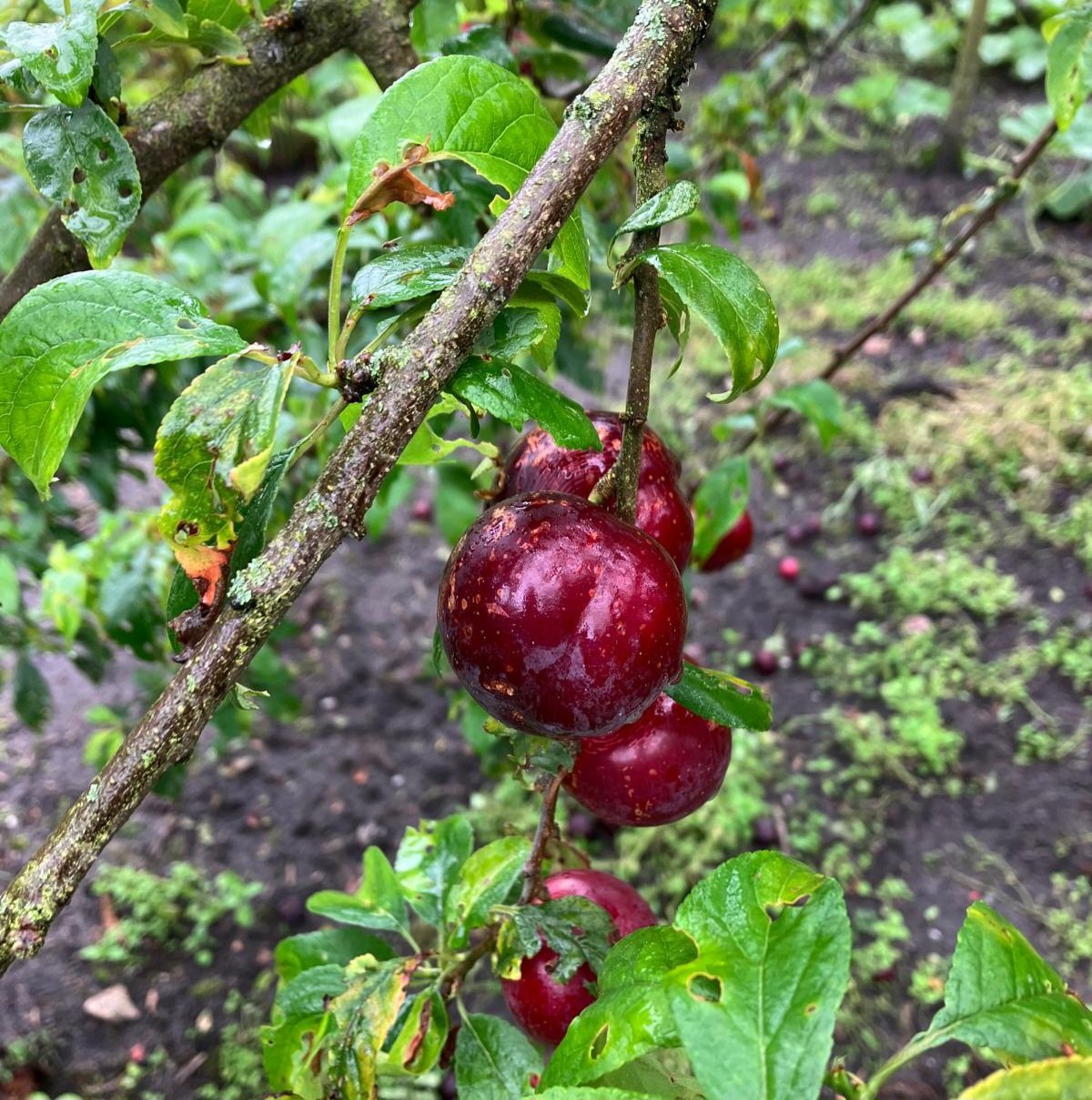 Cherrykot Prunus besseyi x Prunus salicina 'Brave Heart' (pruim met kersenaroma!!) NIEUW Mooie Bomen uit de volle grond kale wortel