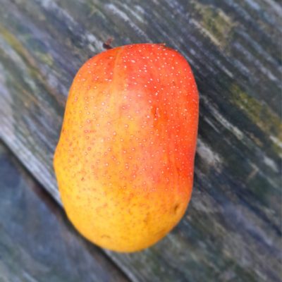 Kyrzichische peer, Pyrus comm. 'Kyrgyzskaya Zimnaya' NIEUW(zeer uniek en lekker!) spil uit de volle grond