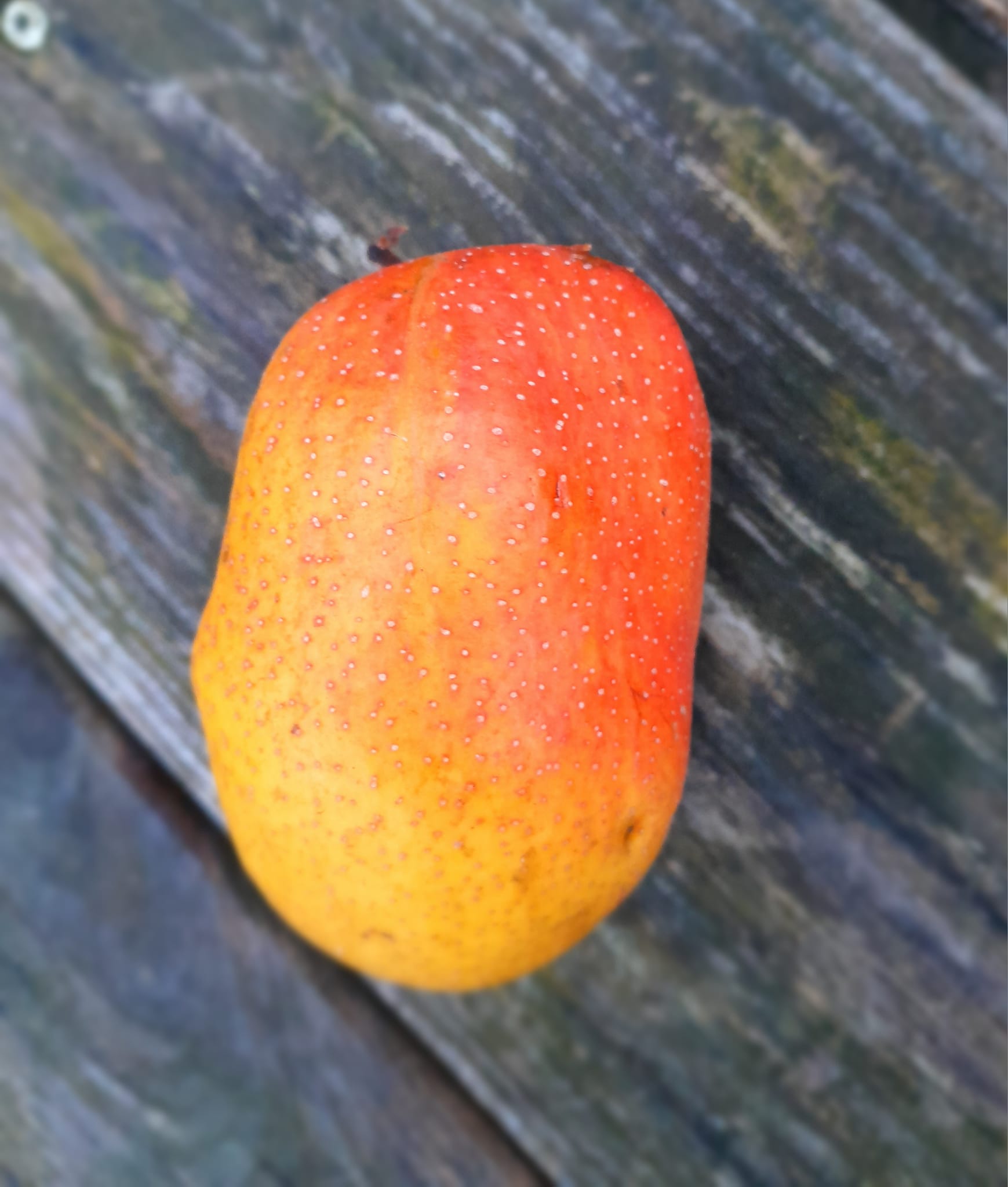 Kyrzichische peer, Pyrus comm. 'Kyrgyzskaya Zimnaya' NIEUW(zeer uniek en lekker!) spil uit de volle grond