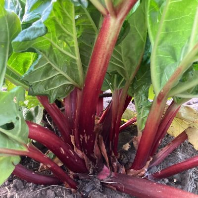 Rabarber, Rheum 'Ruby Jack' NIEUW!! Zeer goed, nieuw ras( in 2 of 3Lpot bio-wijze gekweekt) nog niet helemaal doorworteld