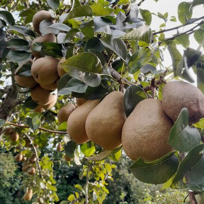 Winterrietpeer - stoofpeer, Pyrus comm. 'Winterriet' (Giga stoofpeer met een goede smaak) Mooie boompjes in 5 Lpot