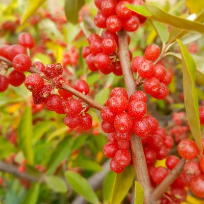 Olijfwilg Elaeagnus umb. 'Red Cascade' 2Lpot