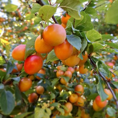 Kroos/kerspruim, Prunus c. 'Juicy Max' 2jarige spil 3Lpot