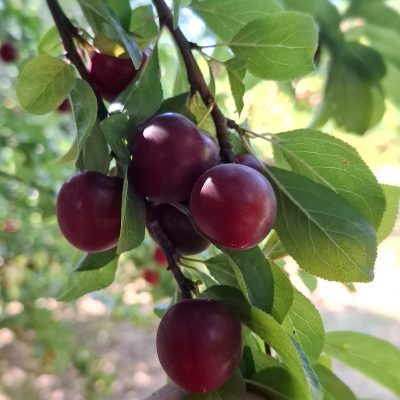 Kroos/kerspruim, Prunus c. 'Black Jewel'