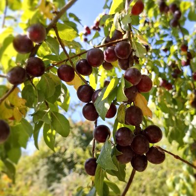 Kroos/kerspruim, Prunus c.'Dark Cullin'