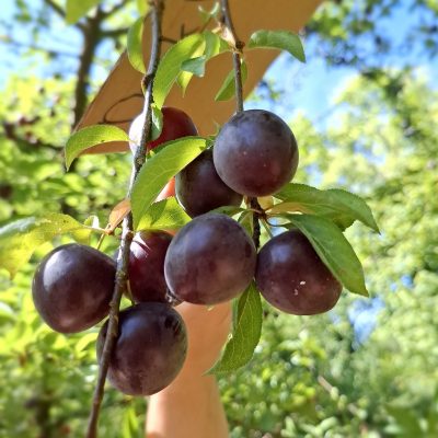 Kroos/kerspruim, Prunus c. 'Dark Robin'