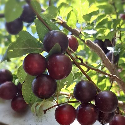 Kroos/kerspruim, Prunus c. 'Early Taste'