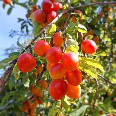 Kroos/kerspruim, Prunus c. 'Jamie'