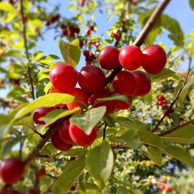 Kroos/kerspruim, Prunus c. 'Juicy Spring'