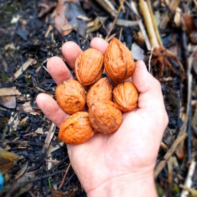 Zeer goede Walnoot, Juglans regia Dinodym ( jonge spillen in 3Lpot)