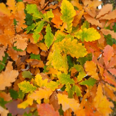 Witte eik (Canadese(!!) Quercus alba, Behoorlijk taninevrij ( planten in 1Lpot)