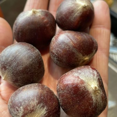 Tamme kastanje, Castanea mollissima Hebei north ( afkomstig uit proffesionele Chinese genenpoel)