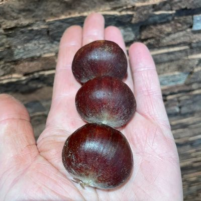 Tamme kastanje, Castanea mollissima zeer goede genenpoel