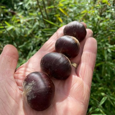 Tamme Kastanje, Castanea mollisima label SemRu (unieke genenpoel afkomstig uit noordelijk Beijing)